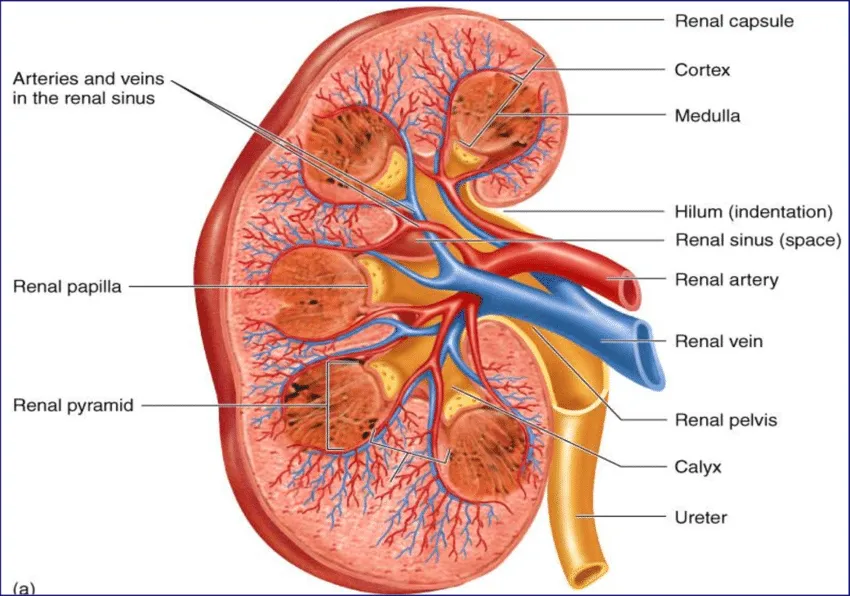 A longitudinal section showing the internal anatomy of the kidney